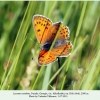 lycaena candens georgia female1